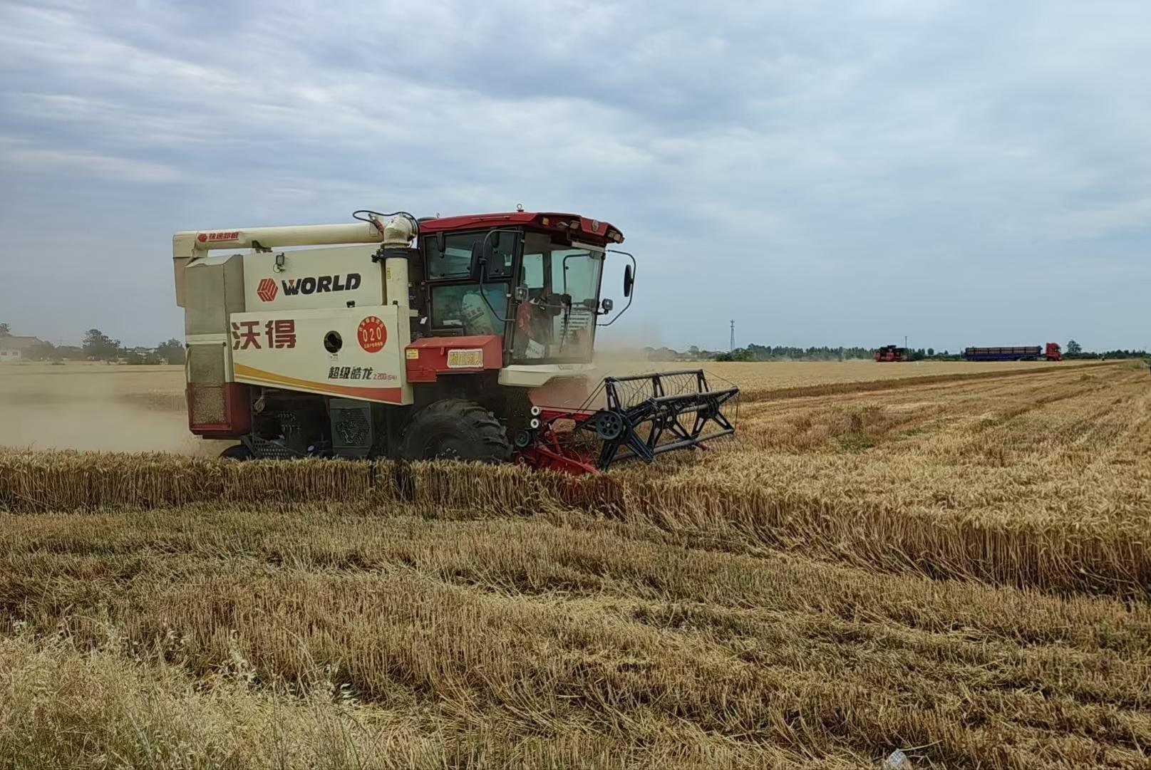 071749273819137928.jpg 岐山棗林鎮(zhèn) 偉隆188收獲.jpg